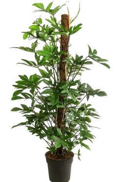 Baumfreund - Philodendron pedatum