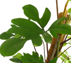 Baumfreund - Philodendron pedatum