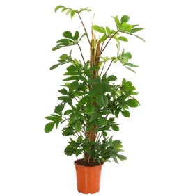 Baumfreund - Philodendron pedatum