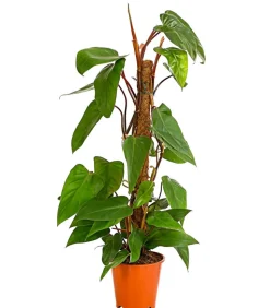 Baumfreund - Philodendron 'Red Emerald'