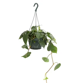 Baumfreund - Philodendron scandens, Ampel