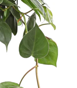 Baumfreund - Philodendron scandens, Ampel