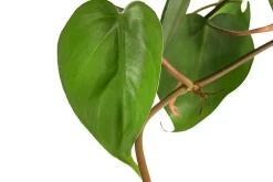 Baumfreund - Philodendron scandens, Hydrokultur