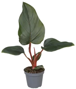 Baumfreund - Philodendron serpens