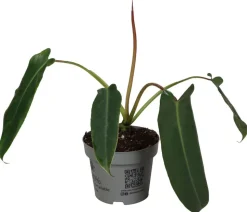 Baumfreund - Philodendron spiritus sancti