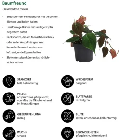 Baumfreund-Set - Philodendron, 3-teilig