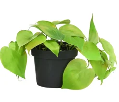 Baumfreund-Set - Philodendron, 3-teilig