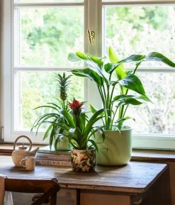 Baumstrelitzie - Strelitzia nicolai