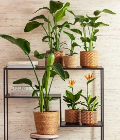 Baumstrelitzie - Strelitzia nicolai, Hydrokultur