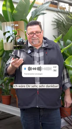 Baumstrelitzie - Strelitzia nicolai, Hydrokultur