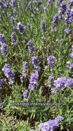 Bayern-Lavendel