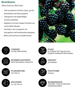Beeren-Kiwi-Set Smoothie-Mix, 4-teilig