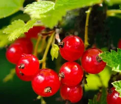 Beeren-Set Marmeladen-Mix, 4-teilig