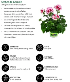 Beet- & Balkonpflanzen-Set Balkonidylle, 6-teilig