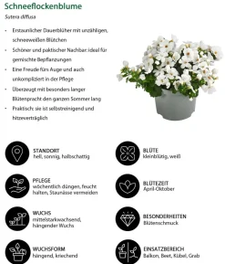Beet- & Balkonpflanzen-Set Balkonliebe, 6-teilig
