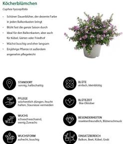 Beet- & Balkonpflanzen-Set Bienentankstelle, 6-teilig