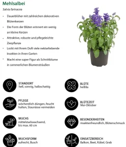 Beet- & Balkonpflanzen-Set Bienentankstelle, 6-teilig