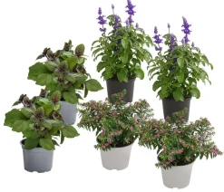 Beet- & Balkonpflanzen-Set Biene, 6-teilig