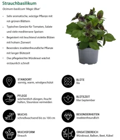 Beet- & Balkonpflanzen-Set Biene, 6-teilig