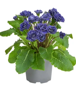 Beet- & Balkonpflanzen-Set Blauton, 6-teilig