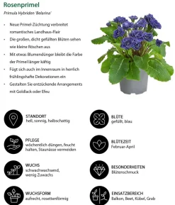 Beet- & Balkonpflanzen-Set Blauton, 6-teilig