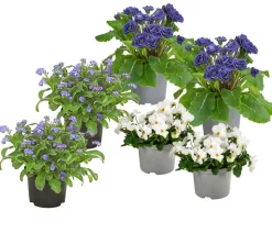 Beet- & Balkonpflanzen-Set Blauton, 6-teilig