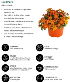 Beet- & Balkonpflanzen-Set Blütencharme, 6-teilig