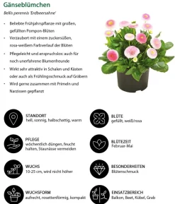 Beet- & Balkonpflanzen-Set Bonbon, 6-teilig