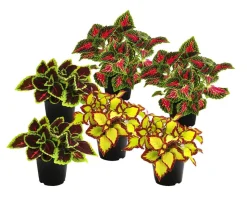 Beet- & Balkonpflanzen-Set Farbexplosion, 6-teilig