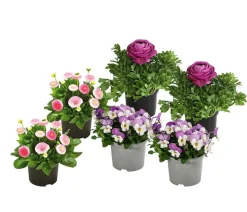 Beet- & Balkonpflanzen-Set Frühlingsfreude, 6-teilig
