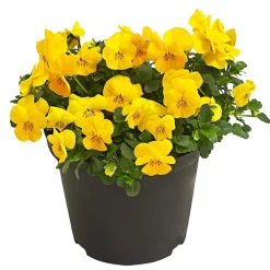 Beet- & Balkonpflanzen-Set Gelber Frühling, 6-teilig