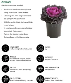 Beet- & Balkonpflanzen-Set Herbstglück, 6-teilig