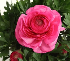 Beet- & Balkonpflanzen-Set Rosa Frühling, 6-teilig