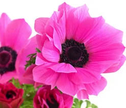 Beet- & Balkonpflanzen-Set Rosa Frühling, 6-teilig