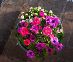 Beet- & Balkonpflanzen-Set Rosa Frühling, 6-teilig