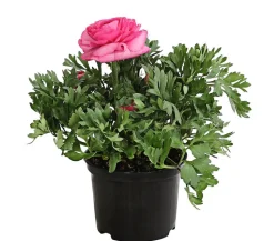 Beet- & Balkonpflanzen-Set Rosa Frühling, 6-teilig