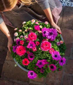 Beet- & Balkonpflanzen-Set Rosa Frühling, 6-teilig