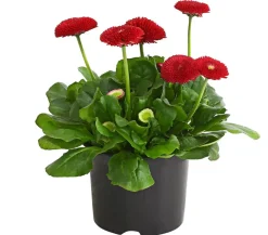 Beet- & Balkonpflanzen-Set Roter Frühling, 6-teilig