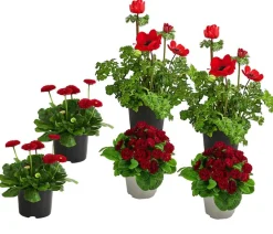 Beet- & Balkonpflanzen-Set Roter Frühling, 6-teilig