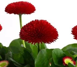 Beet- & Balkonpflanzen-Set Roter Frühling, 6-teilig