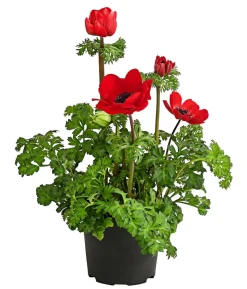 Beet- & Balkonpflanzen-Set Roter Frühling, 6-teilig