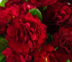 Beet- & Balkonpflanzen-Set Roter Frühling, 6-teilig