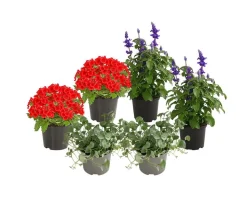 Beet- & Balkonpflanzen-Set Salvia, 6-teilig