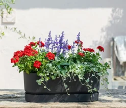 Beet- & Balkonpflanzen-Set Salvia, 6-teilig