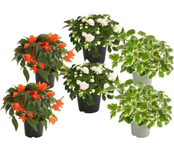 Beet- & Balkonpflanzen-Set Schattengarten, 6-teilig
