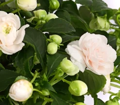 Beet- & Balkonpflanzen-Set Schattengarten, 6-teilig