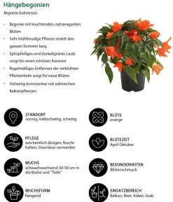 Beet- & Balkonpflanzen-Set Schattengarten, 6-teilig