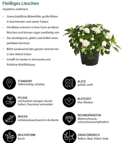 Beet- & Balkonpflanzen-Set Schattengarten, 6-teilig