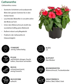 Beet- & Balkonpflanzen-Set Sommerliebe, 6-teilig