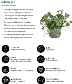 Beet- & Balkonpflanzen-Set Sommerliebe, 6-teilig